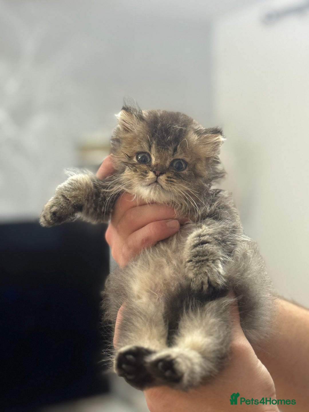 British Shorthair cats for sale: British shorthair  - Image 3