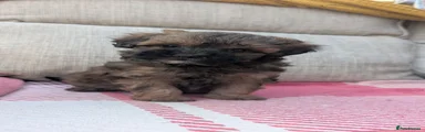 Shihpoo 2