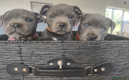 Staffordshire Bull Terrier dogs for sale: Chunky Staffy pups 💕 2 girls left, Ready to leave - Image 17
