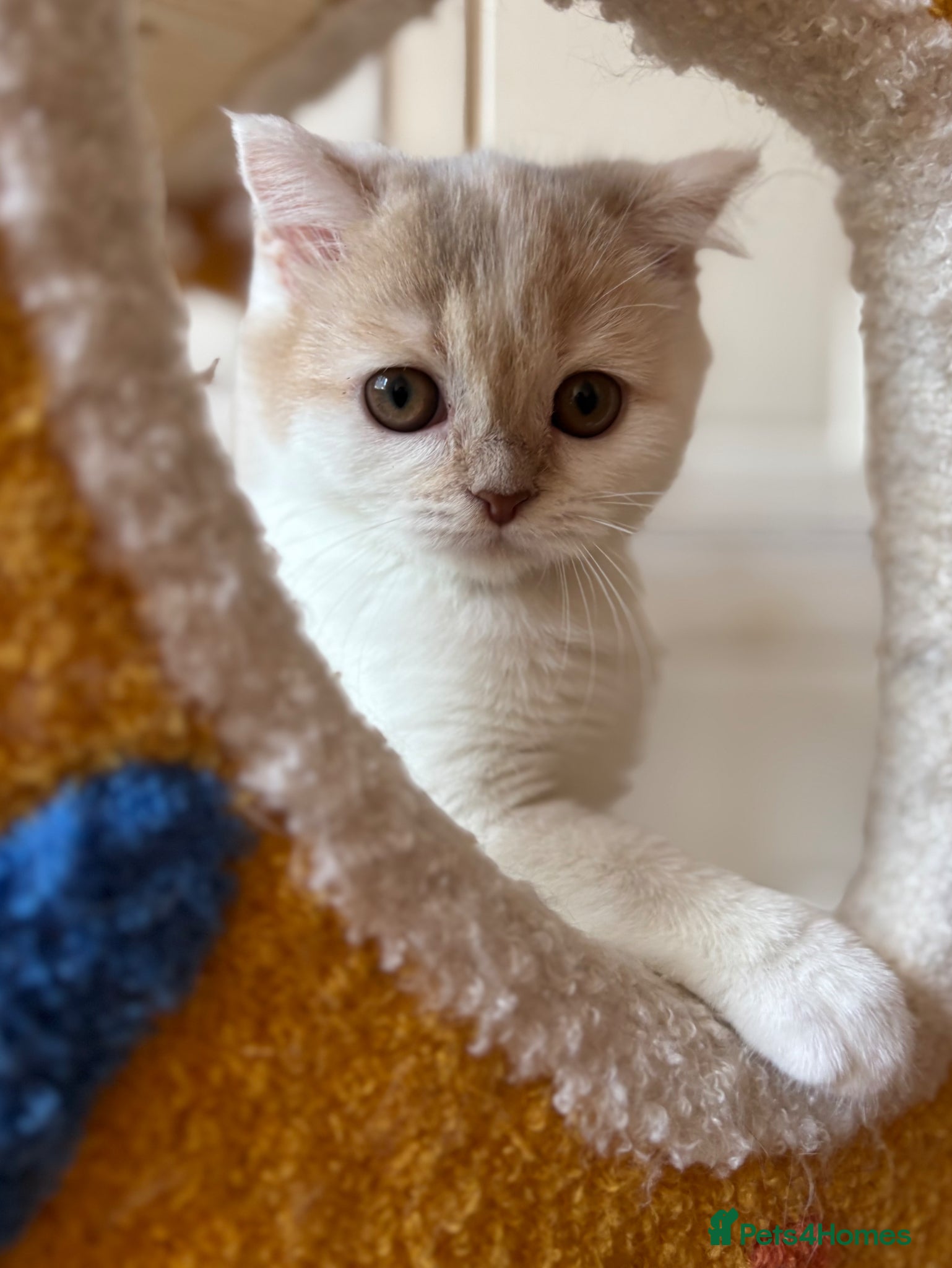 Scottish Fold cats for sale: Pedigree Adorable Scottish Fold Kittens  - Advert 16