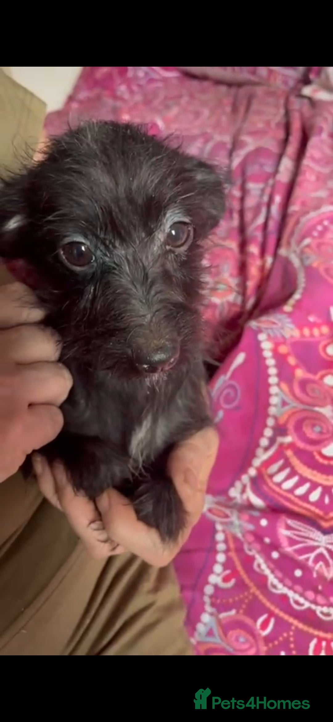 Jackapoo dogs for sale: Beautiful jackapoo puppies - Image 2