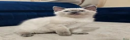 Ragdoll cats for sale: Two male Ragdoll cats are ready to leave.  - Advert 1