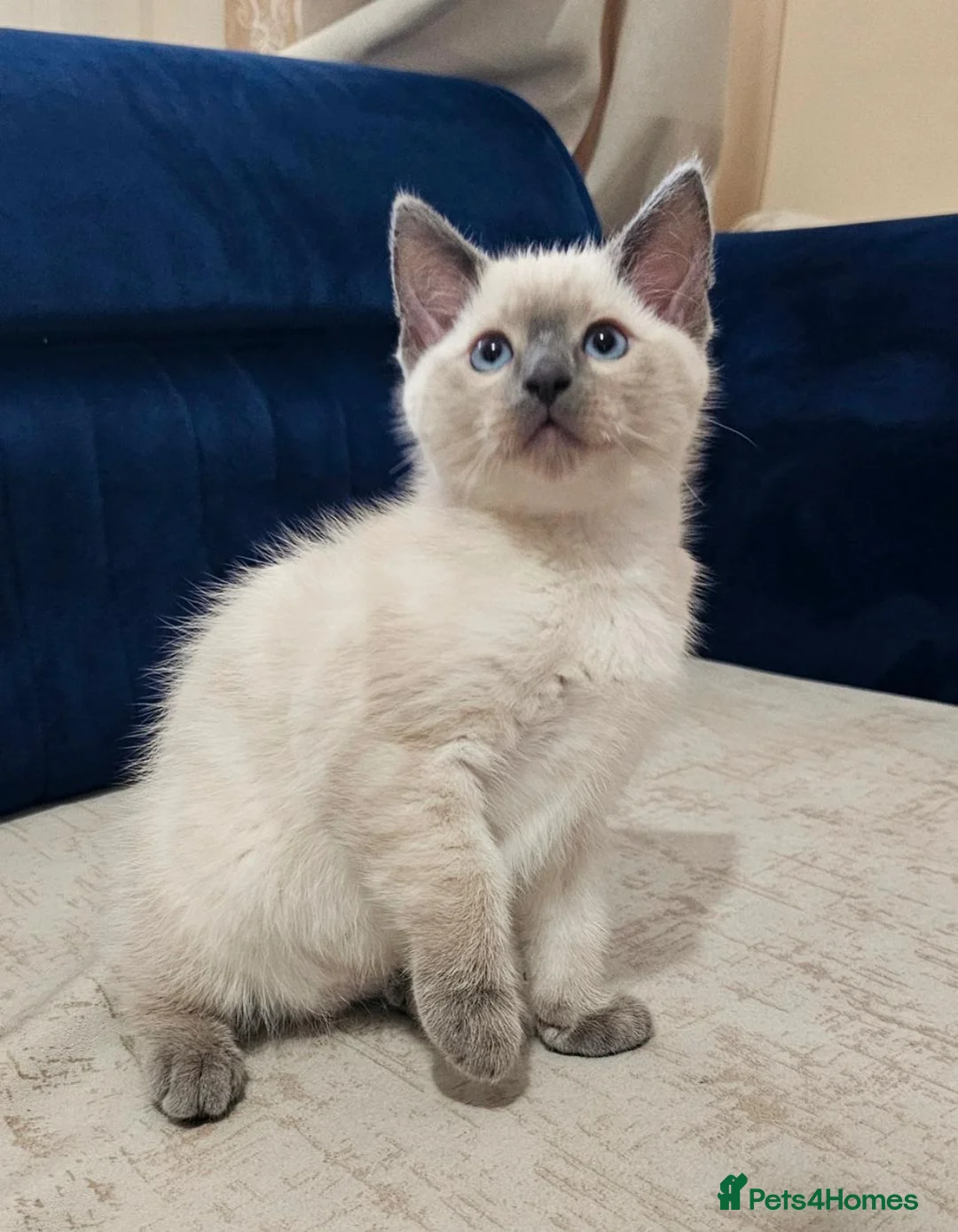 Ragdoll cats for sale: Two male Ragdoll cats are ready to leave.  - Advert 1