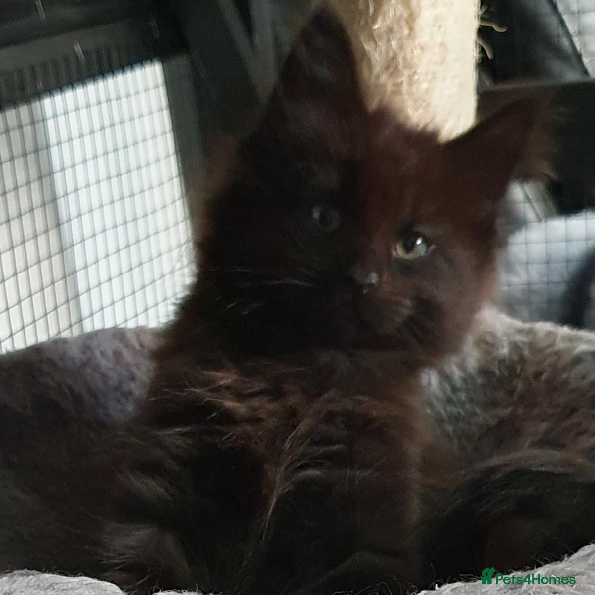 Maine Coon cats for sale: STUNNING MAIN COONS - Advert 1