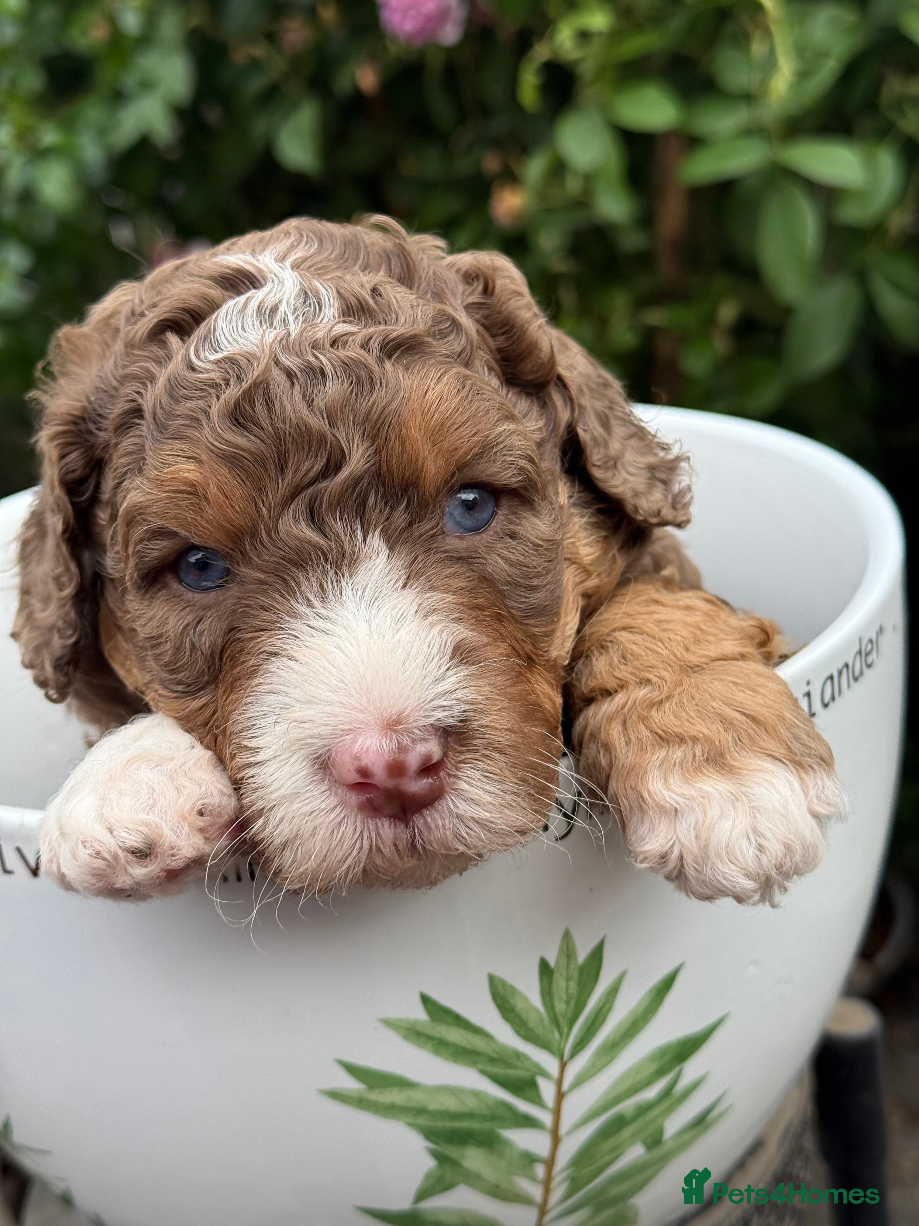 Bernedoodle dogs Mini Bernedoodles ready to go now - Advert 1