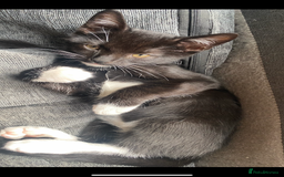 Mixed Breed cats for sale: Last kitten available 💙💙💙 - Image 2