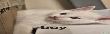Domestic Shorthair 2