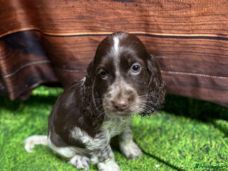 Cocker Spaniel dogs Show Type blue/Tri/chocolate Roan Cocker Spaniels - Advert 12