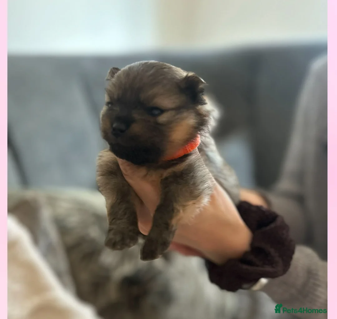 Pomeranian dogs for sale: Pomerian puppies  - Advert 10