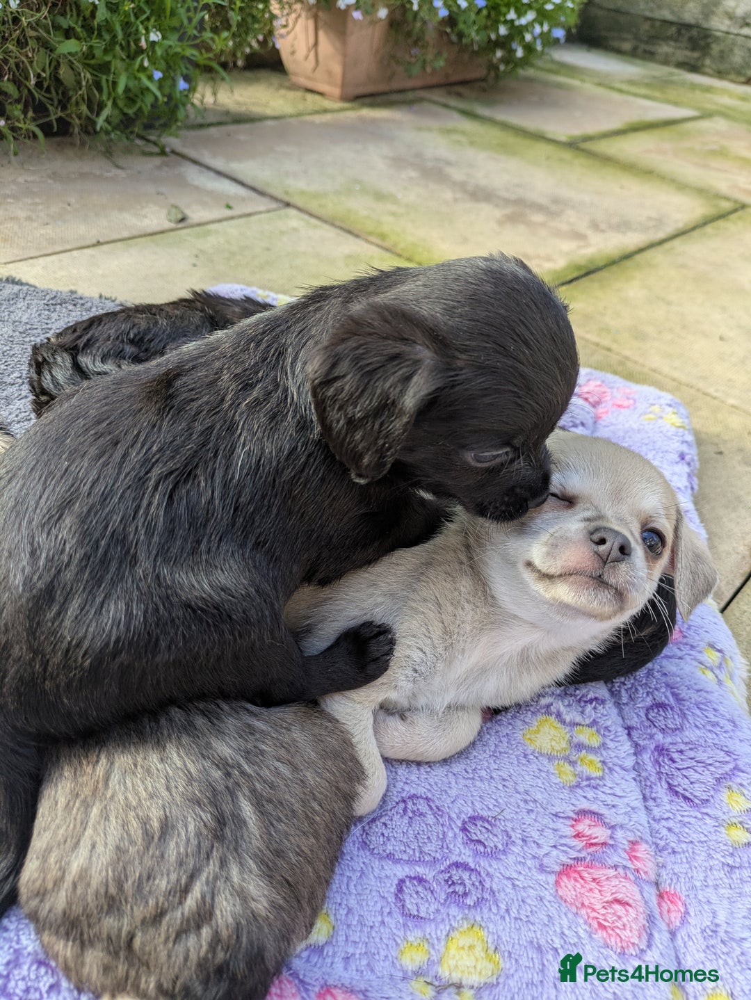 Chipoo dogs for sale: Non shed, health tested  chipoo girl - Advert 24