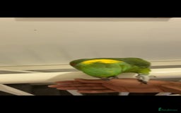Budgerigars birds for sale: Tame yellow nape amazon for sale! - Image 4