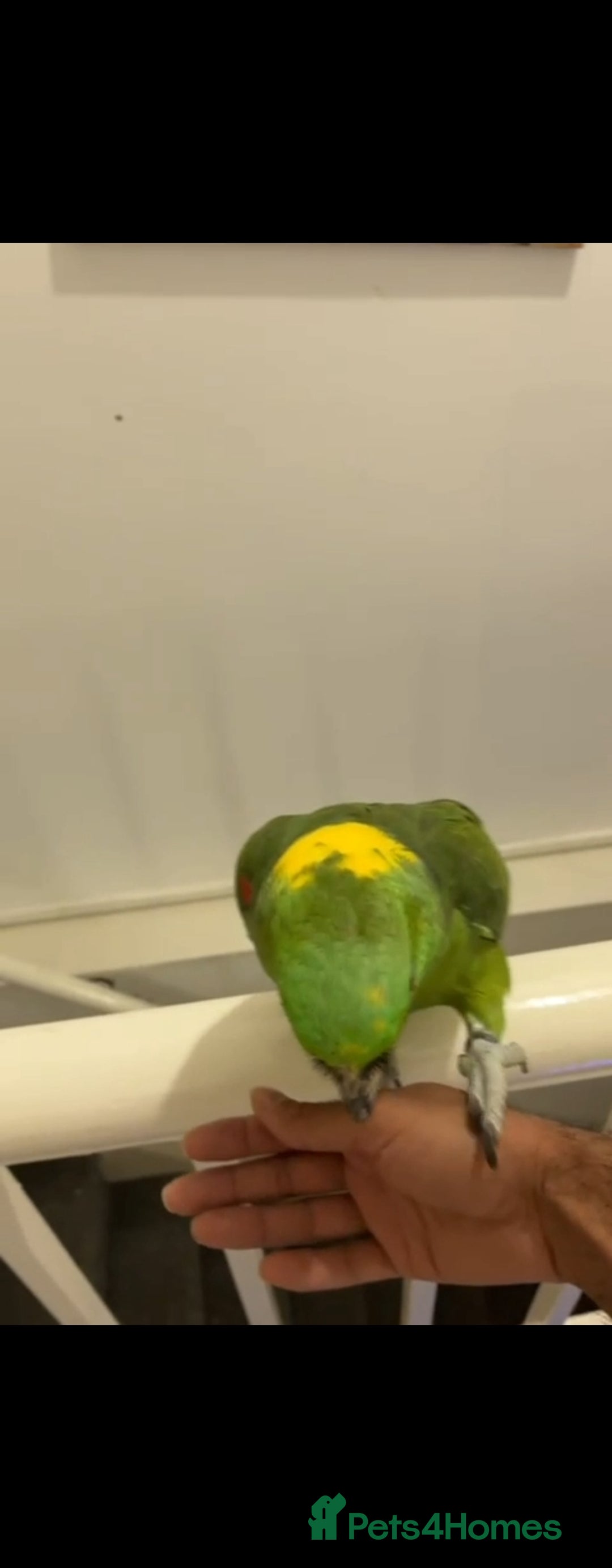 Budgerigars birds for sale: Tame yellow nape amazon for sale! - Image 4