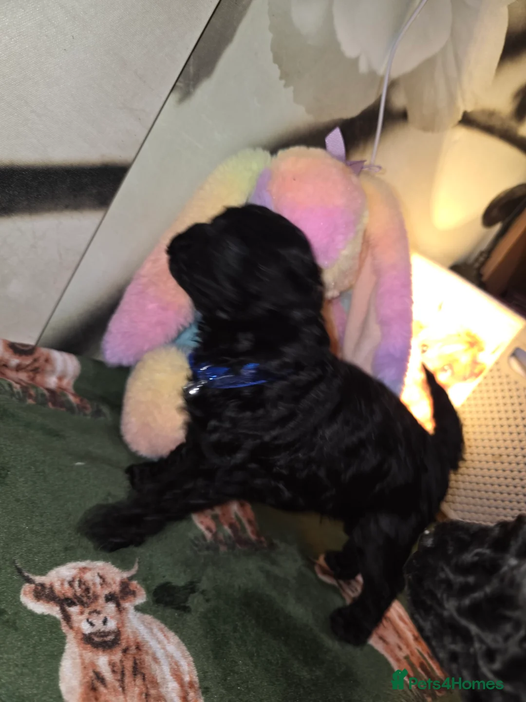 Mixed Breed dogs for sale: Hybrid miniture/toy poodle  - Advert 5