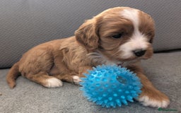 Cavapoo dogs for sale: F2 Cavapoo, Dog breeding license - Advert 22