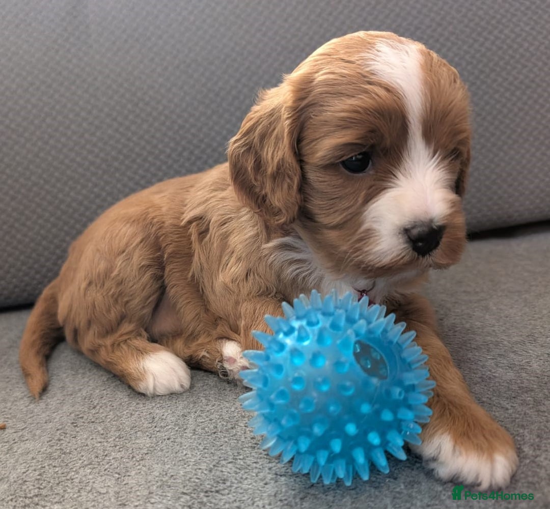 Cavapoo dogs for sale: F2 Cavapoo, Dog breeding license - Advert 22