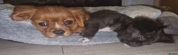 Chihuahua dogs for sale: Bow, long haired apple head chihuahua  - Advert 4