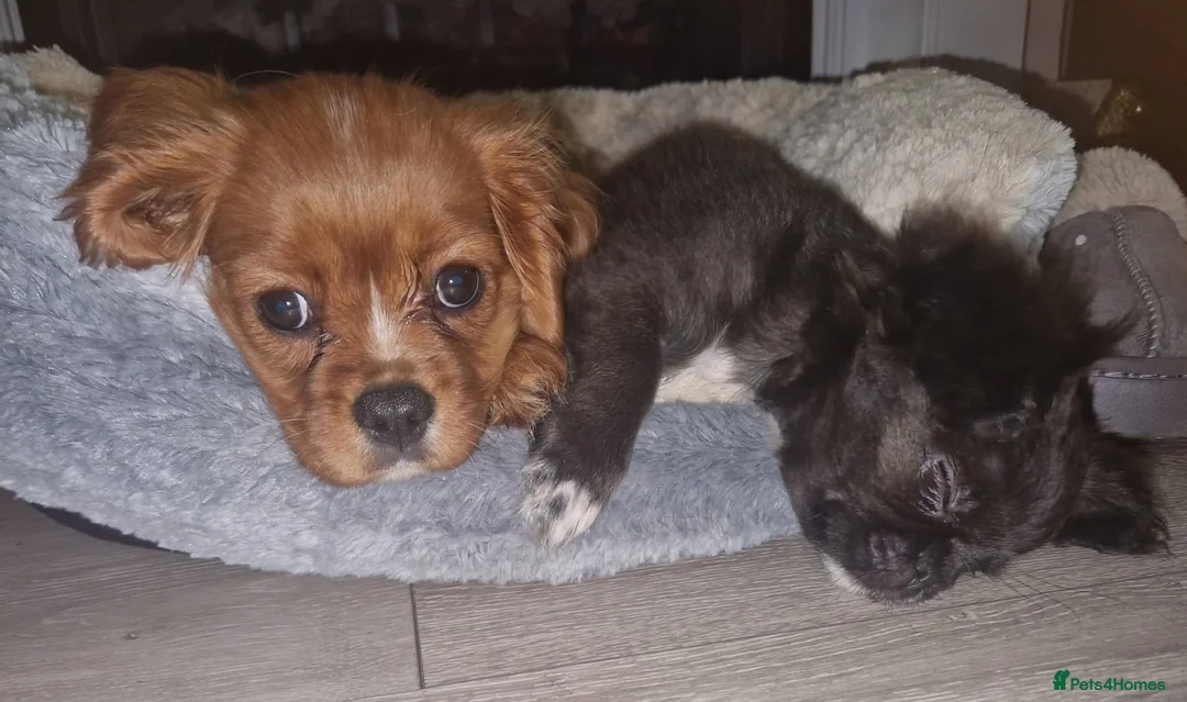 Chihuahua dogs for sale: Bow, long haired apple head chihuahua  - Advert 4