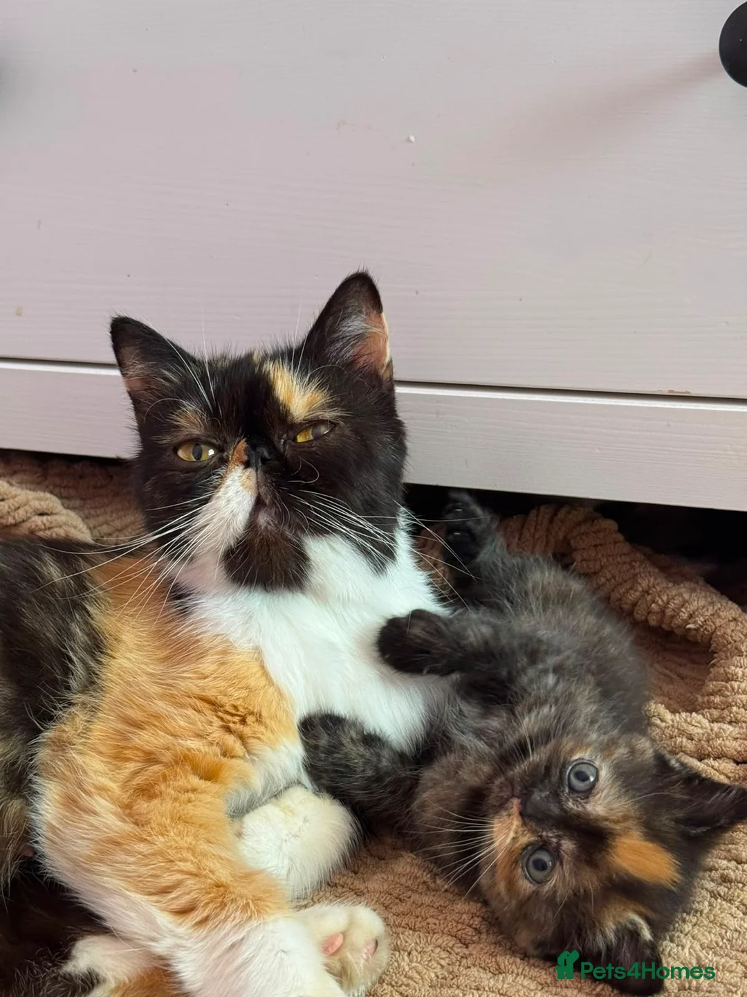 Mixed Breed cats for sale: Persian Cross Kittens – Beautiful & Playful in Manchester - Advert 2