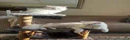 British Shorthair cats for sale: 3 Beautiful British Kittens - Advert 6