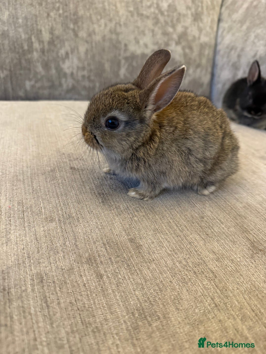 Netherland Dwarf rabbits for sale: Netherland Dwarf Rabbits  - Advert 3