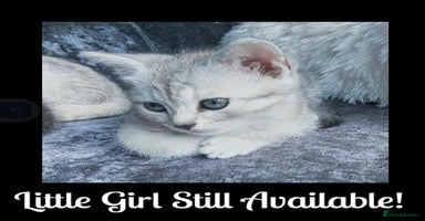 British Shorthair cats - Advert 14