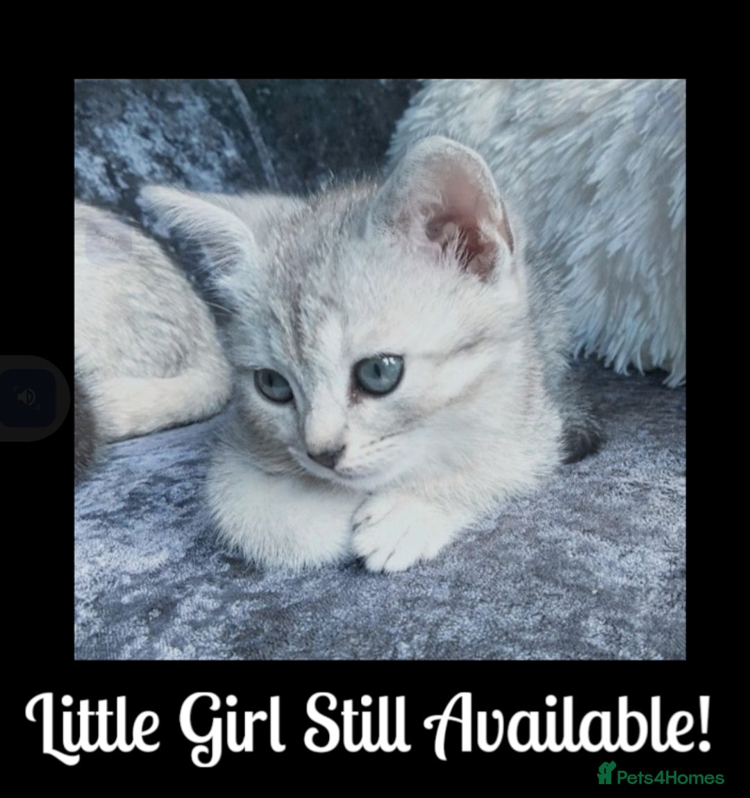 British Shorthair cats for sale: Now Ready to leave! Cute Little British Shorthair - Image 2