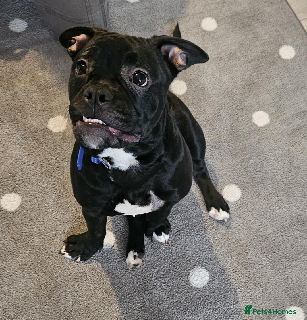 Mixed Breed dogs for sale: Wonderful dog for sale - Advert 13