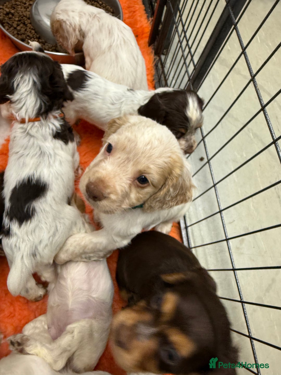 Cocker Spaniel dogs for sale: Working cocker spainel puppies  - Advert 27
