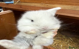 Mini Lion Lop rabbits for sale: Mini Lionhead X Lops - Image 4