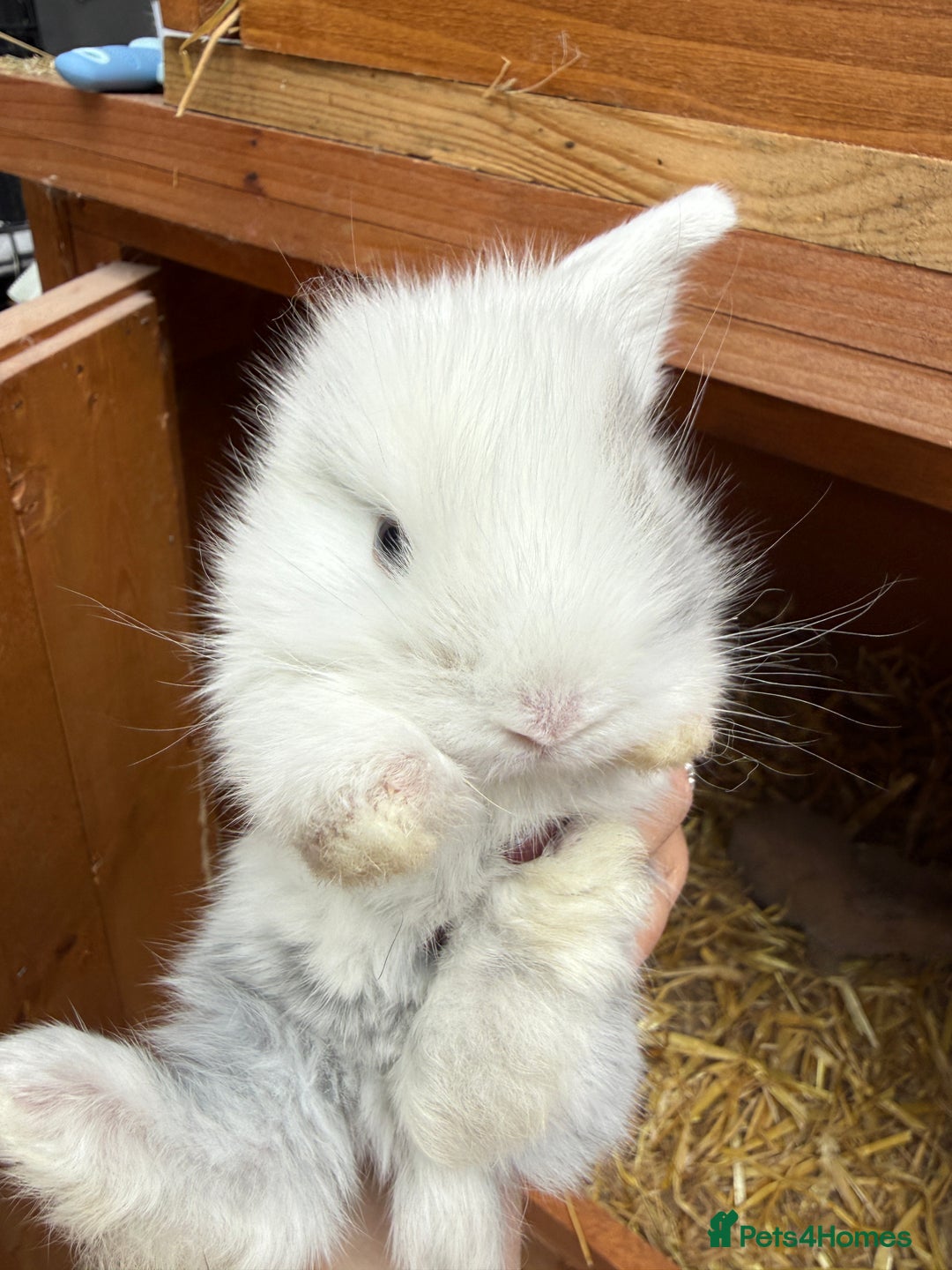 Mini Lion Lop rabbits for sale: Mini Lionhead X Lops - Image 4