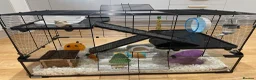 Hamster rodents for sale: Marvin The Hamster in Southampton - Advert 5