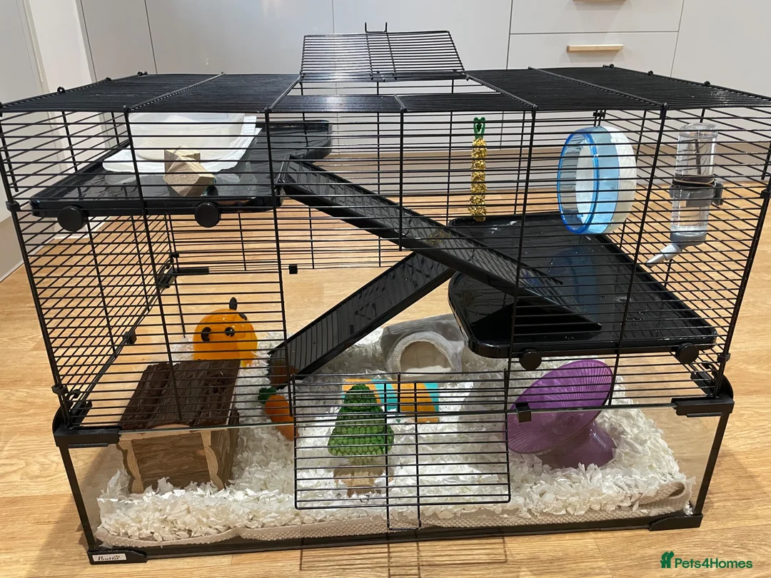Hamster rodents for sale: Marvin The Hamster in Southampton - Advert 5