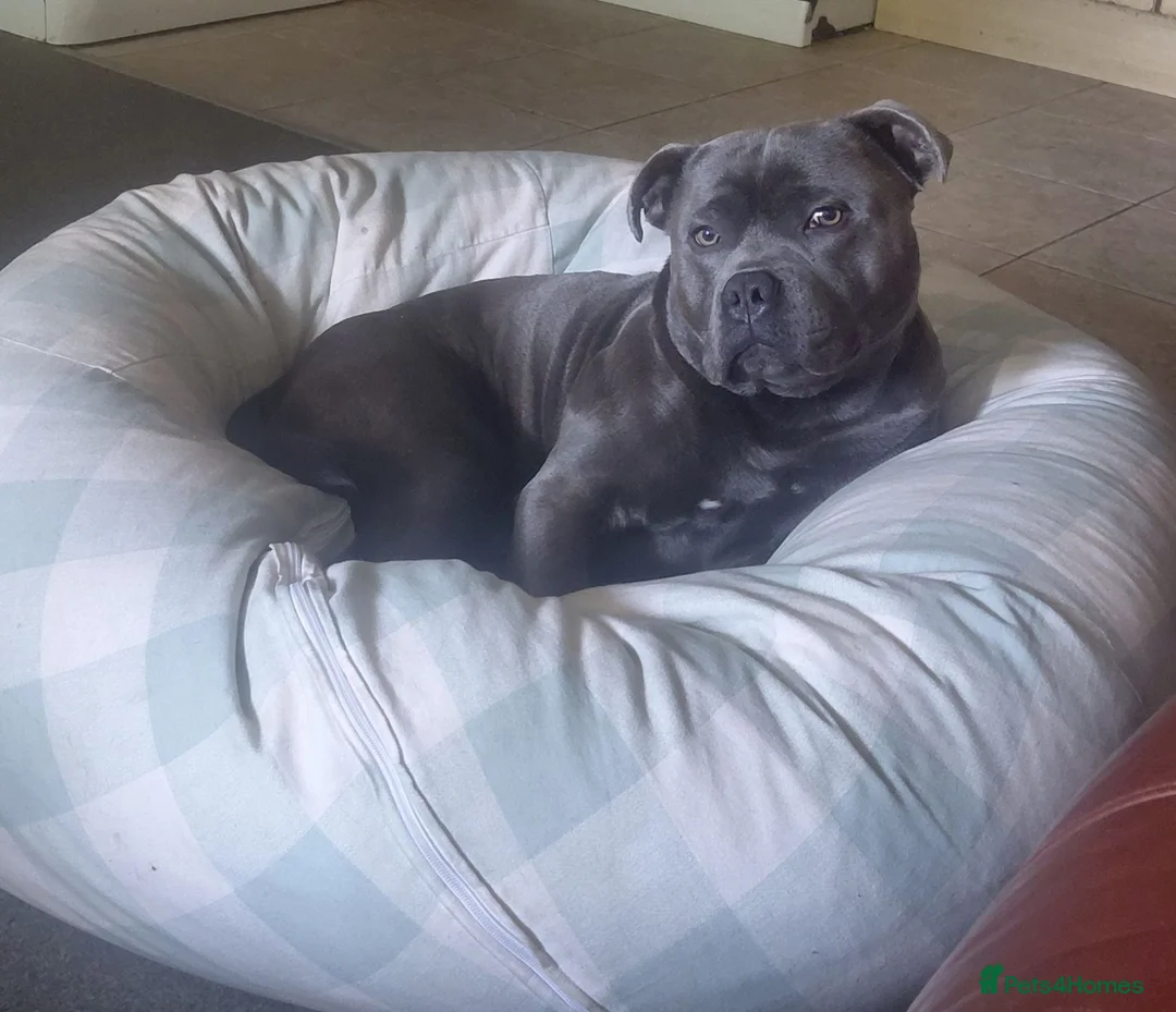 Staffordshire Bull Terrier dogs for stud: Mr Kobe in Twickenham - Advert 2