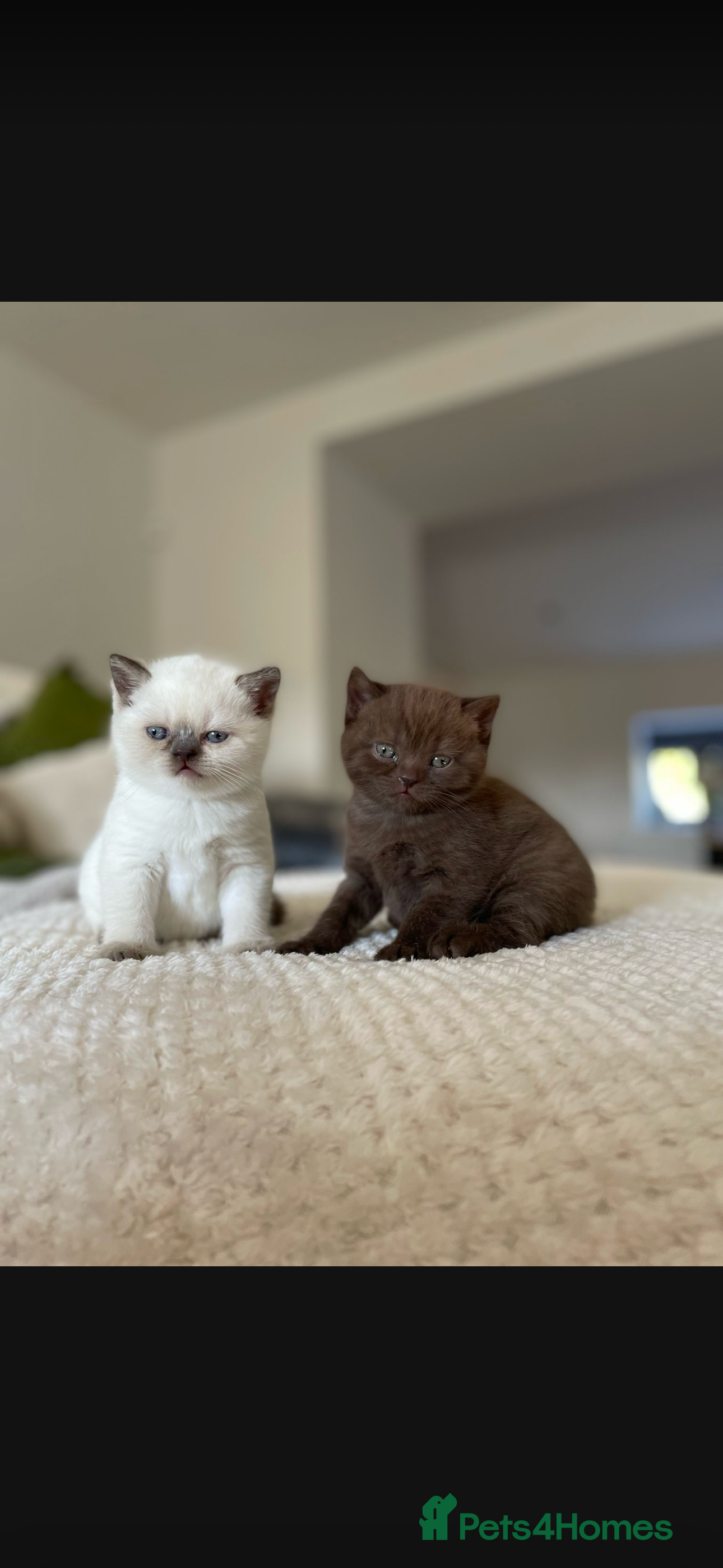British Shorthair cats Amazing chunky GCCF pedigree BSH kittens - Advert 2