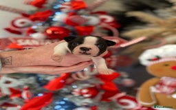 Boston Terrier dogs for sale: Wildax boston terrier KC puppies - Advert 2
