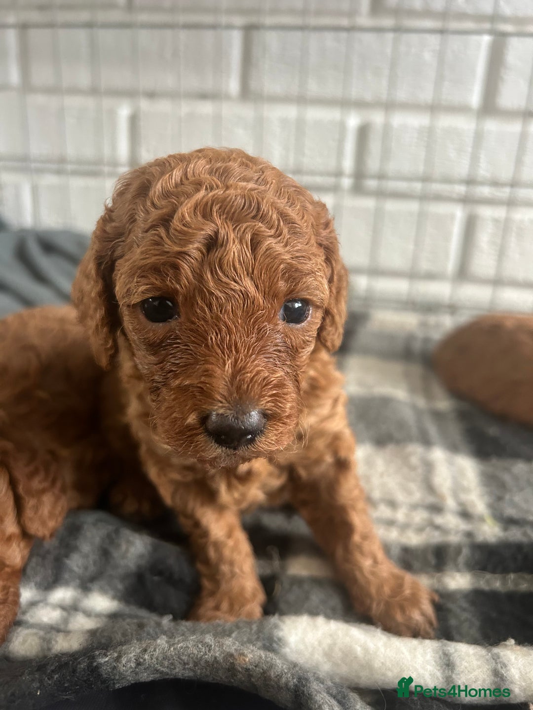 Cockapoo dogs for sale: Cockapoo babies  - Image 7