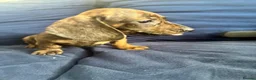 Miniature Dachshund dogs for sale: MINIATURE dachshund puppies UNIQUE fur patterns - Advert 24
