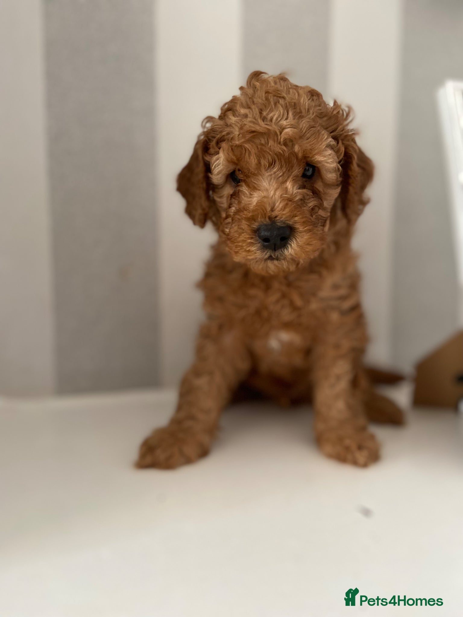 Cavapoochon dogs Cavapoochons 1 beautiful boy left🐶🐶 - Advert 10