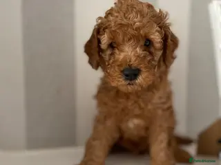 Cavapoochon dogs Cavapoochons 1 beautiful boy left🐶🐶 - Advert 10