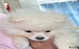 Pomeranian dogs for sale: Teddy Faced Pomeranian Puppy - Image 3