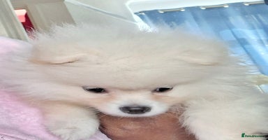 Pomeranian dogs - Advert 9