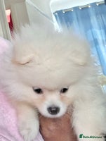 Pomeranian dogs - Advert 12