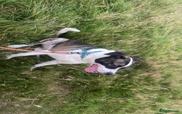 Mixed Breed dogs for sale: Border Collie and Cane corso mixed dog  - Image 3