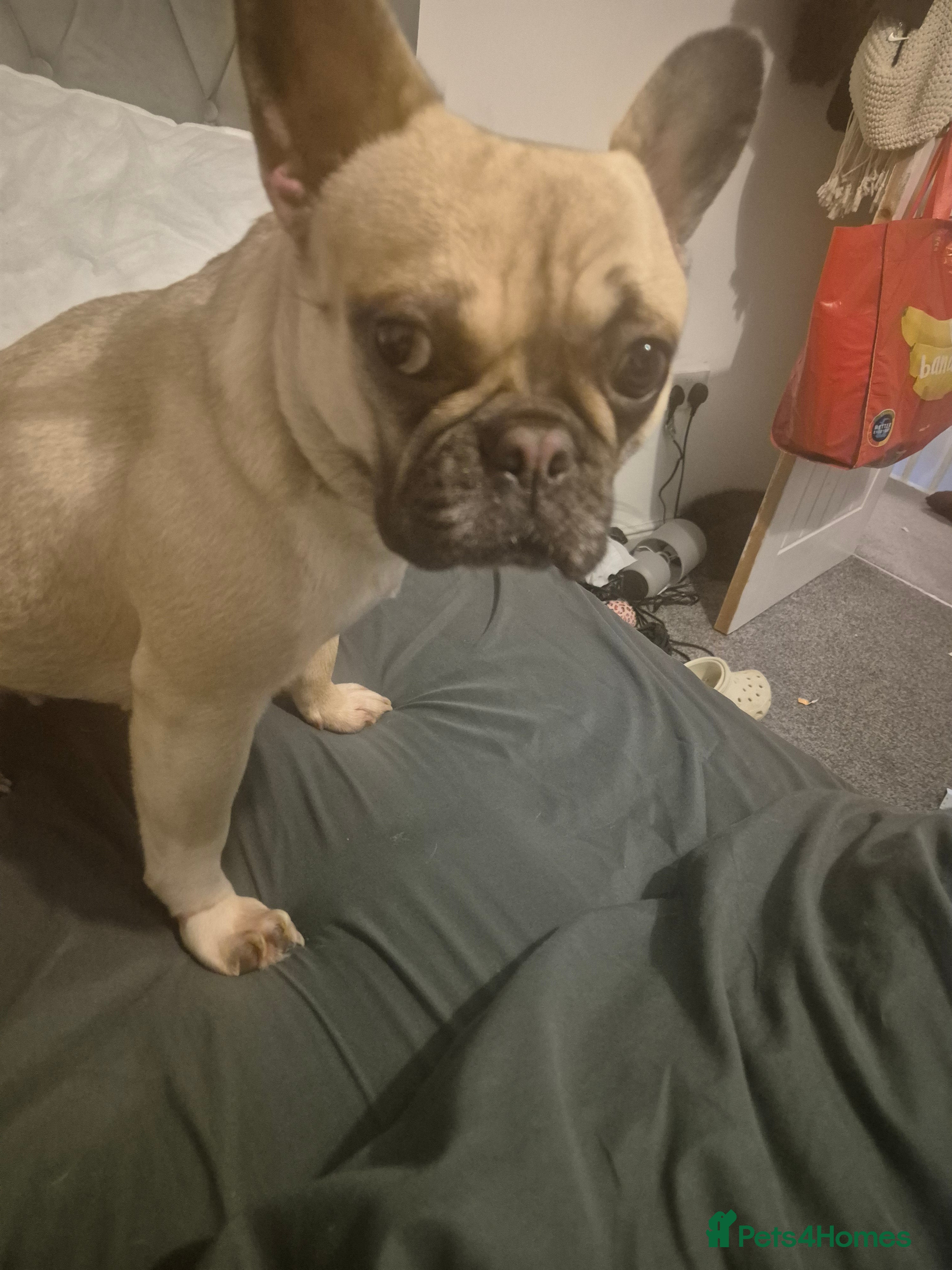French Bulldog dogs Looking for stud  - Advert 1