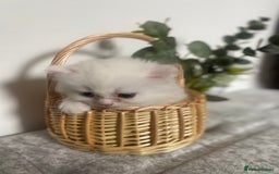 Persian cats for sale: white and orange cream Persians - Image 4