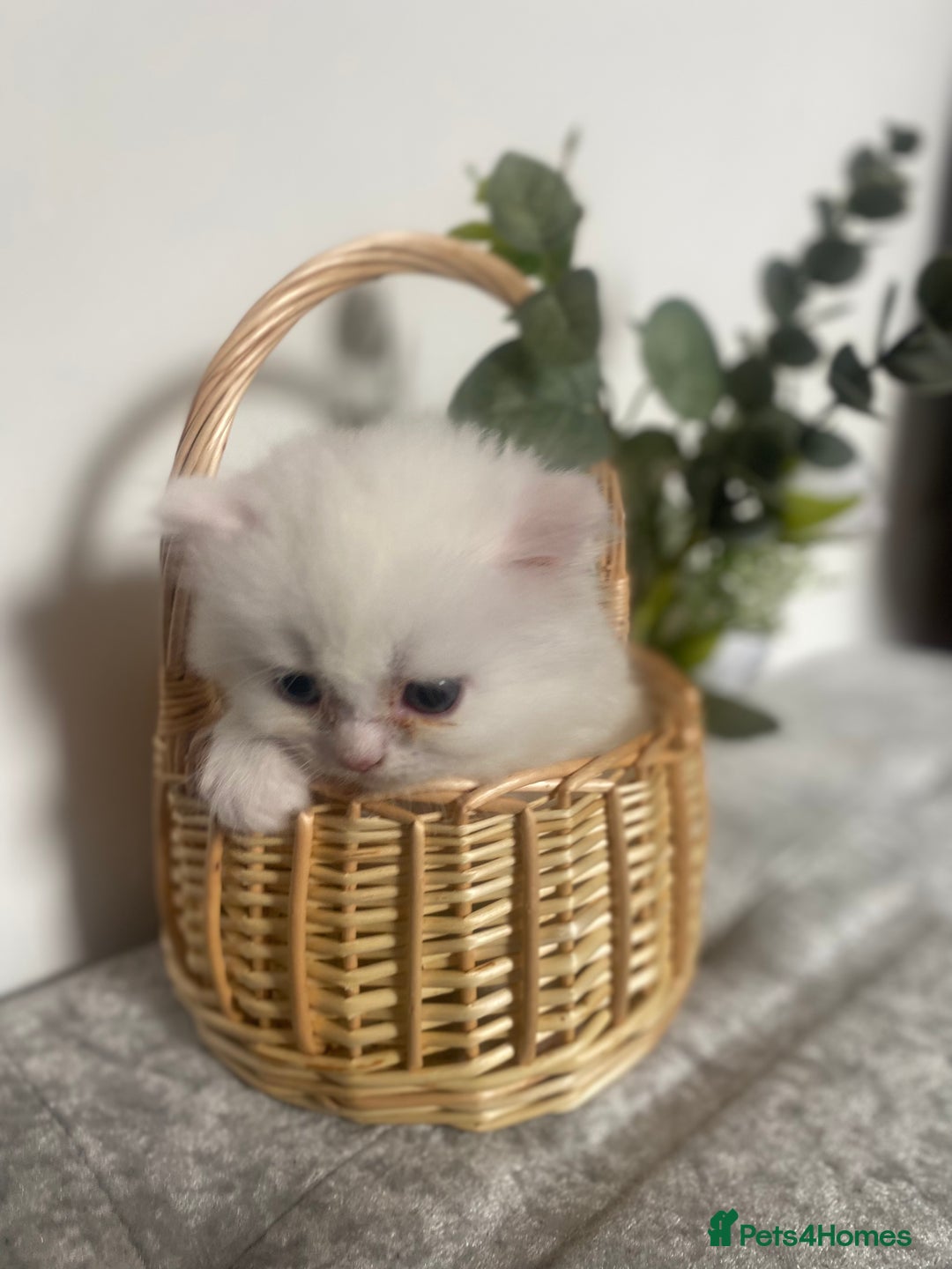 Persian cats for sale: white and orange cream Persians - Image 4