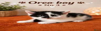 Mixed Breed Kitten 3