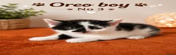 Mixed Breed cats for sale:     Beautiful Healthy Kittens Ready To Reserve  - Advert 8