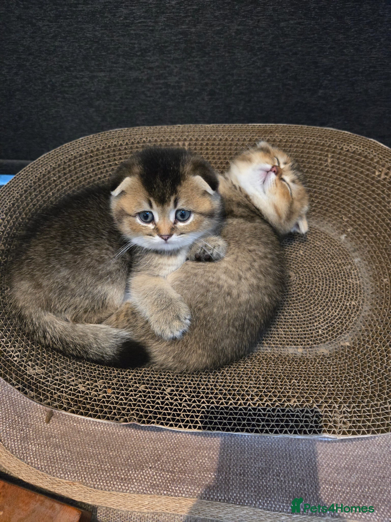 Scottish Fold cats Golden Scottish Fold Kittens – 2 Boys & 2 Girls - Advert 2