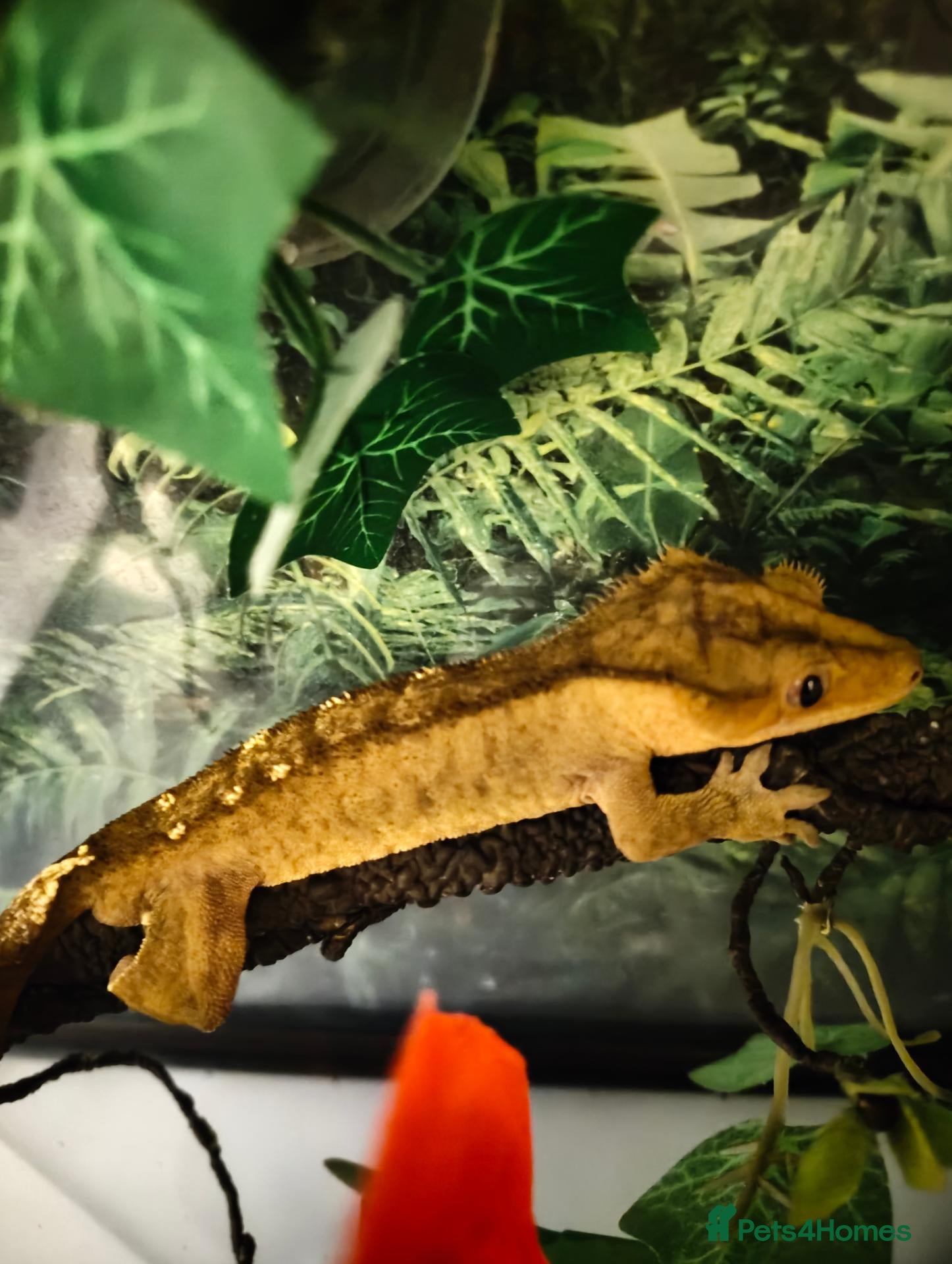 Gecko reptiles Crested geckos male - Advert 4